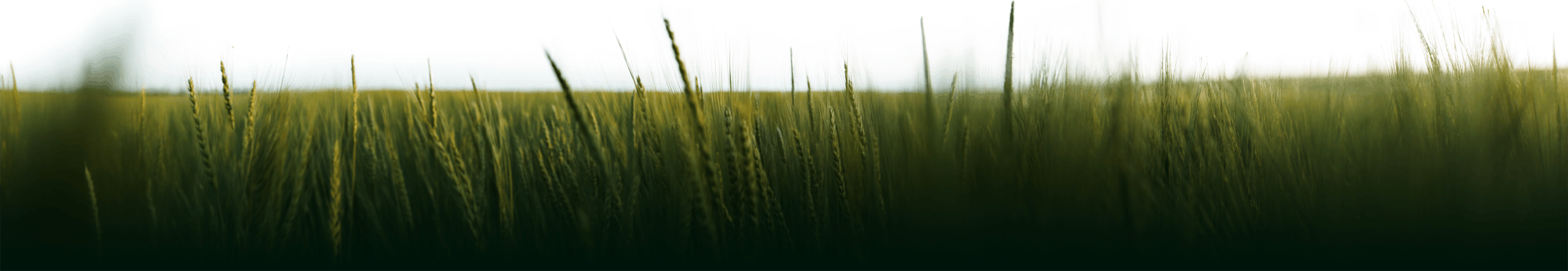 Nærbilde av gress og hvete